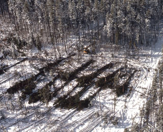 Harvesting beetle-infested Lodgepole Pine on Little Indian Cr